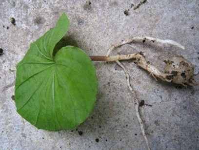 Củ một lá Củ một lá
