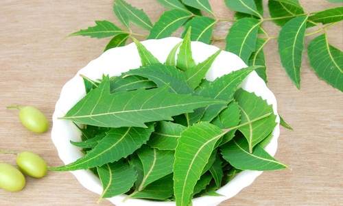 Cây lá neem Cây lá neem