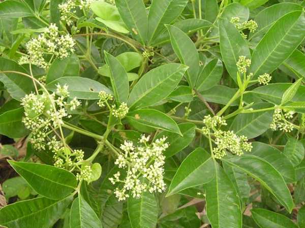 Ba Chạc Ba Chạc