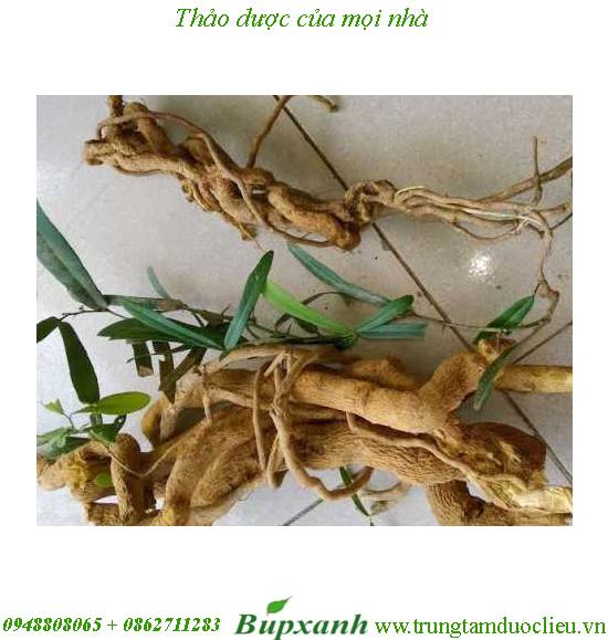 Rễ cây xáo tam phân Rễ cây xáo tam phân