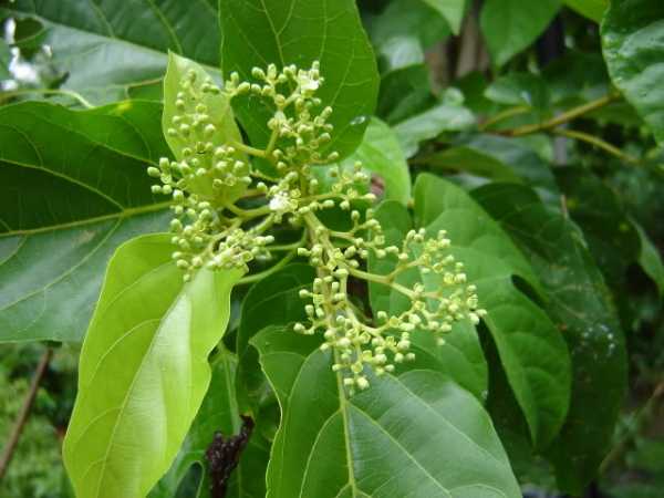 Cây vọng cách Cây vọng cách