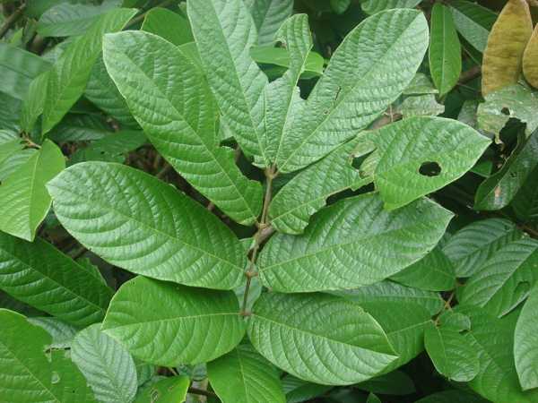 Dây thuốc cá Dây thuốc cá