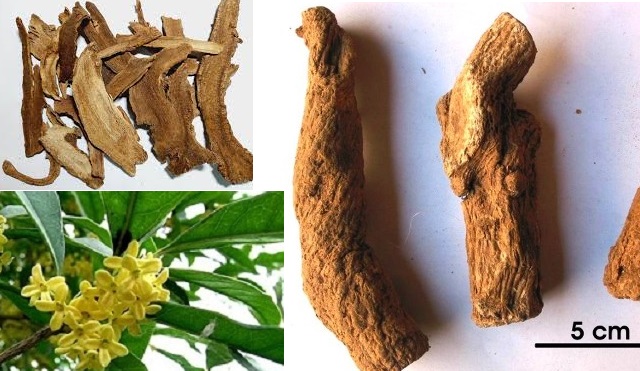 Mộc Hương Mộc Hương