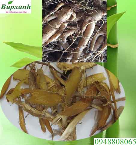 Sâm Bố Chính Sâm Bố Chính