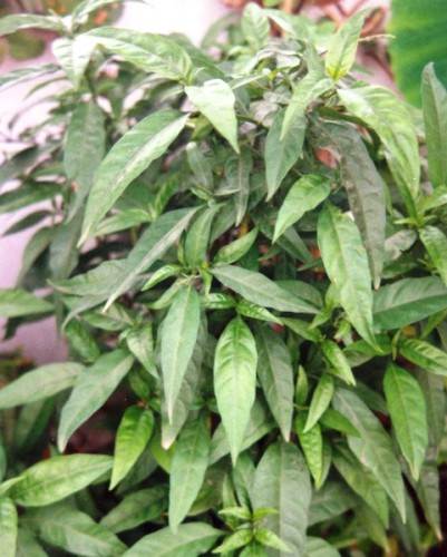Cây hoàn ngọc Cây hoàn ngọc
