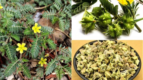 Bạch tật lê và sức khỏe tình dục