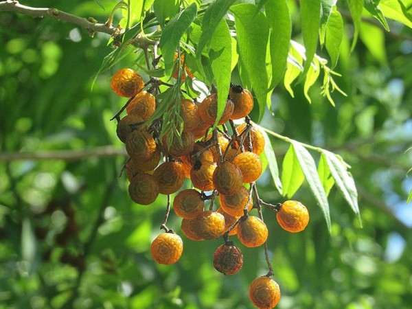 cay_bo_hon_tuoi