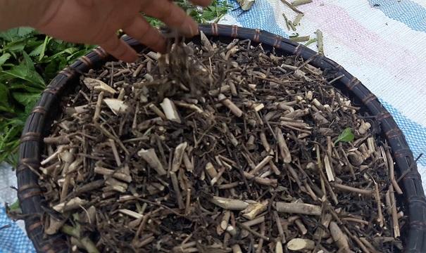 cay_duoi_chuot_kho