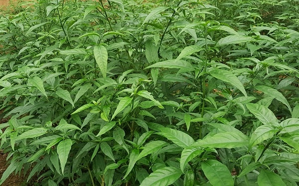 Cây hoàn ngọc hỗ trợ điều trị bệnh ung thư