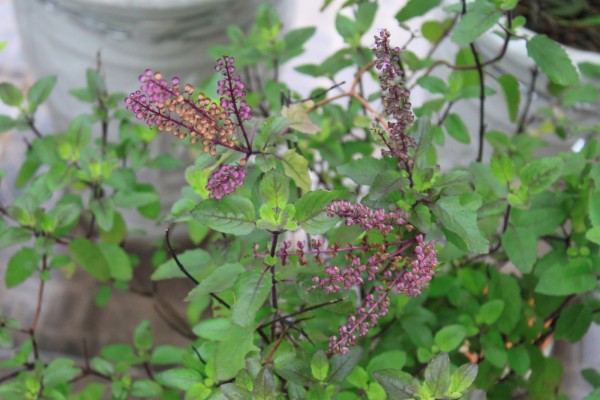 cay_huong_nhu_tuoi_bx_1