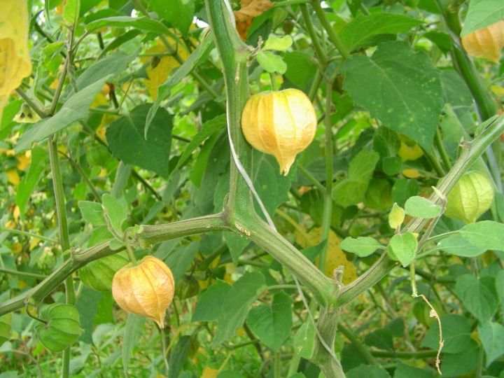 Cây thù lù chữa ung thư