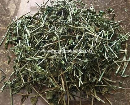 L&aacute; c&acirc;y b&igrave;m b&iacute;p kh&ocirc; | địa chỉ b&aacute;n c&acirc;y b&igrave;m bịp kh&ocirc;