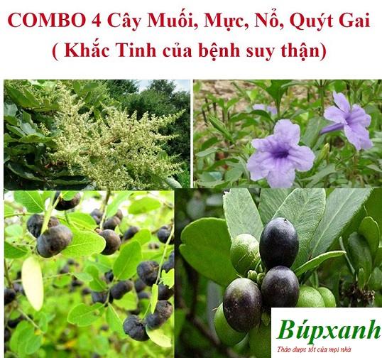 Thận ứ nước, bài thuốc chữa thận ứ nước