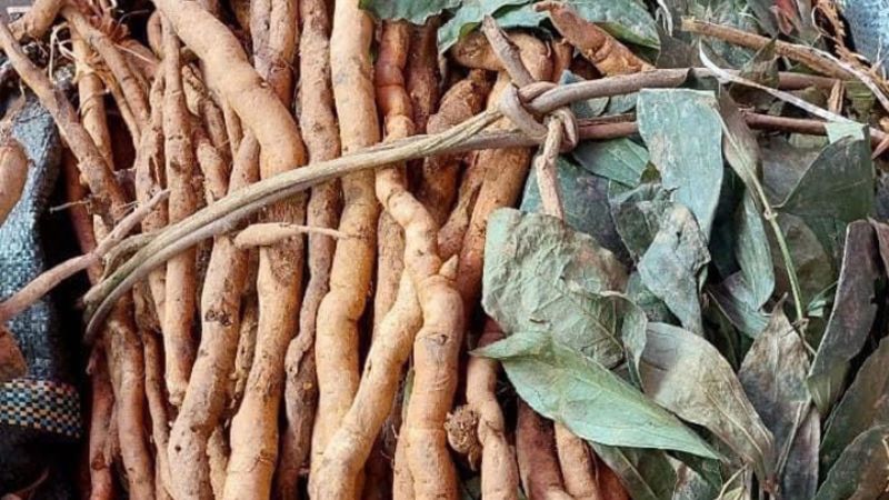 Thực hư về sâm xuyên đá ngâm rượu