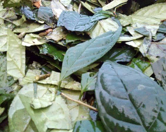 latrahoavang
