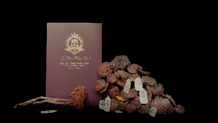 Nhận diện v&agrave; ph&acirc;n biệt nấm lim xanh l&ecirc; ph&uacute;c ho&agrave;ng gia