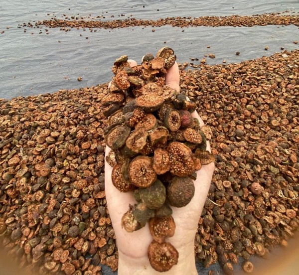 qua_sung_khoi_kho