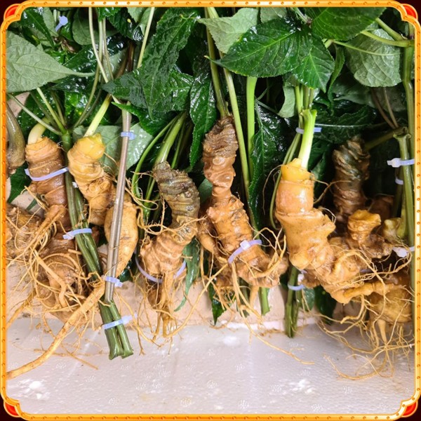 sam-lai-chau-viet-nam-loai-20-cu-1-kg_uy_tin_bupxanh