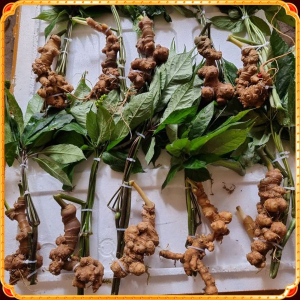 sam-lai-chau-viet-nam-loai-9-10-cu-1-kg-600x600_bx