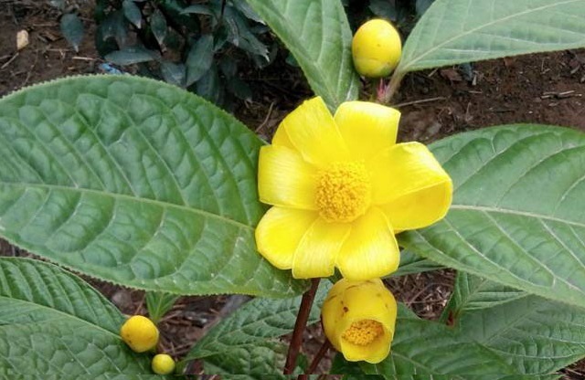 trahoavanglamcanh
