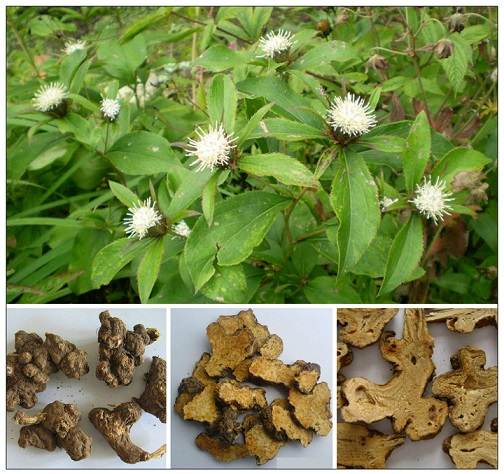 Bạch truật, công dụng cây bạch truật, địa chỉ bán bạch truật