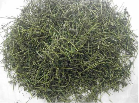 địa chỉ bán cây giảo cổ lam