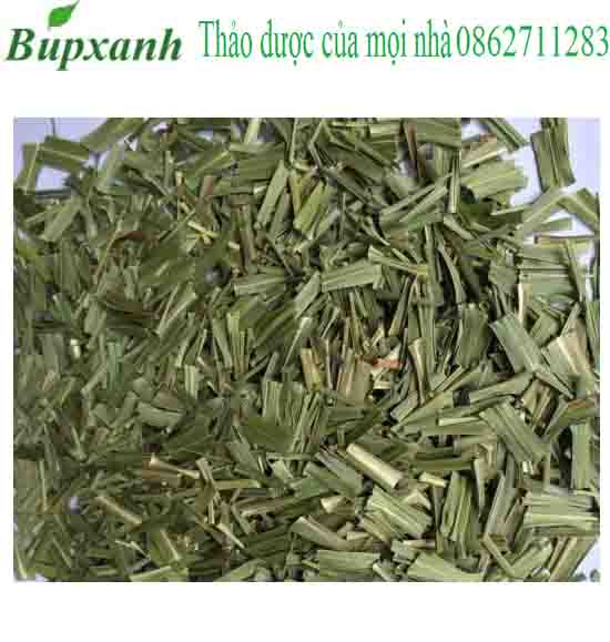 Cây lá nếp Cây lá nếp