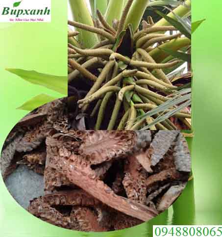 Bông thốt nốt Bông thốt nốt