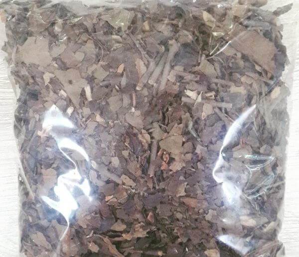 Tầm gửi cây ngái Tầm gửi cây ngái
