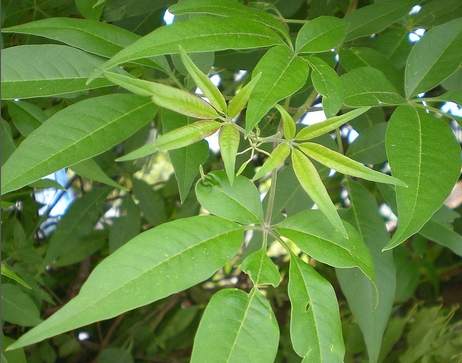 Cây ngũ trảo Cây ngũ trảo