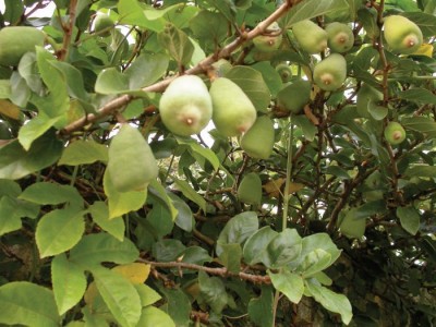 Quả cây trâu cổ