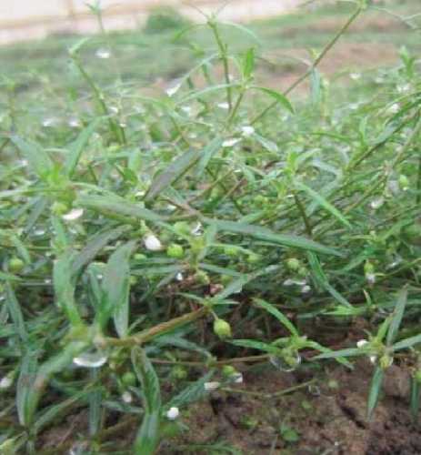 Cây bạch hoa xà thiệt thảo | địa chỉ bán bạch hoa xà thiệt thảo Cây Bạch Hoa Xà Thiệt Thảo | Địa Chỉ Bán Bạch Hoa Xà Thiệt Thảo