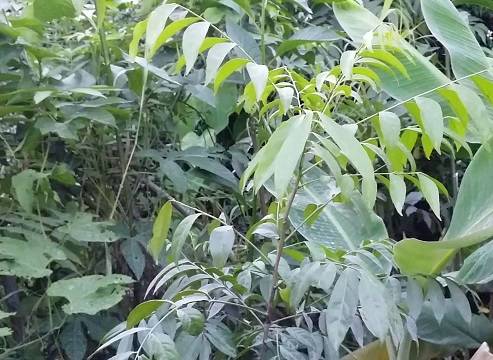 Cây mắc mật Cây mắc mật