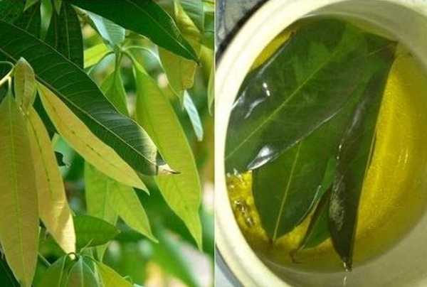 Tinh chất lá xoài