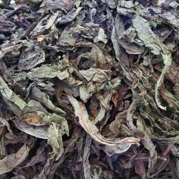 Lá khôi chữa bệnh dạ dày Lá khôi chữa bệnh dạ dày
