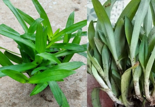 Địa chỉ bán cây cỏ linh chi thảo, cỏ bao tử, cây dạ dày