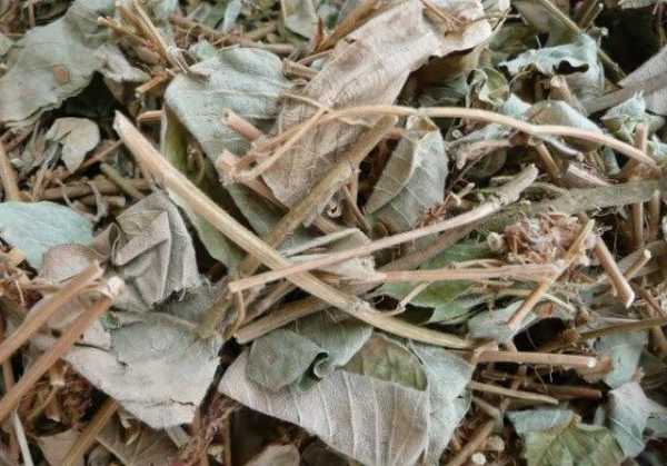 Cây kim tiền thảo công dụng tuyệt vời trong điều trị bệnh sỏi thận sỏi mật vị thuốc quen thuộc trong dân gian