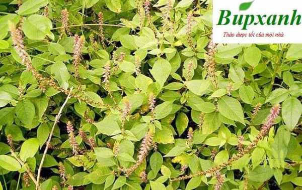 Cây cỏ xước giúp điều trị bệnh xương khớp viêm thận và sỏi thận mang lại hiệu quả rất tốt