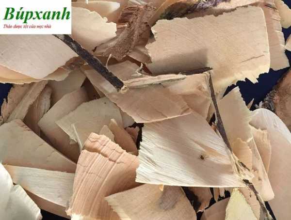 Cây quýt gai dược liệu quan trọng trong bài thuốc điều trị bệnh suy thận bạn đã biết chưa?