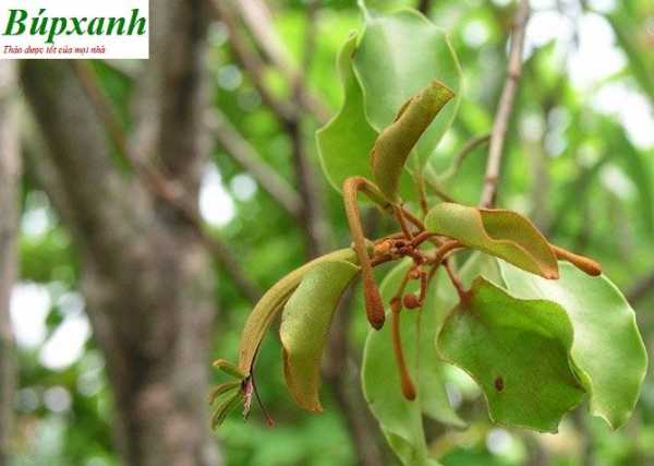 Cây tầm gửi có công dụng rất tốt trong điều tị bệnh xương khớp, thanh nhiệt và viêm thận đã có từ lâu Cây tầm gửi có công dụng rất tốt trong điều tị bệnh xương khớp, thanh nhiệt và viêm thận đã có từ lâu
