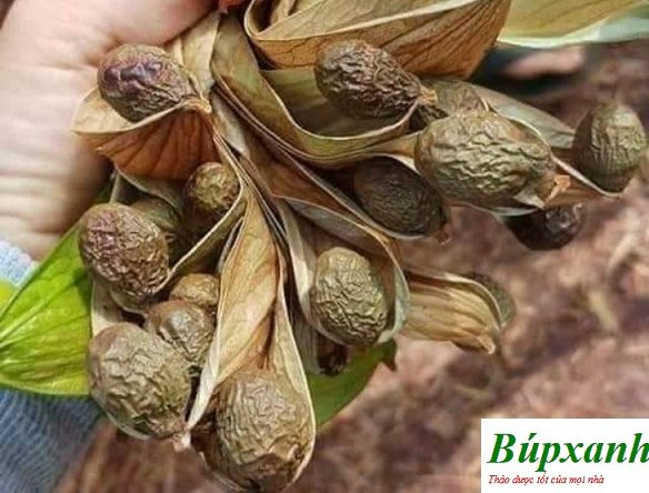 Hạt đười ươi công dụng điều trị bệnh gai cột sống, sỏi thận và chữa sưng đau cổ họng đem lại hiệu quả tốt