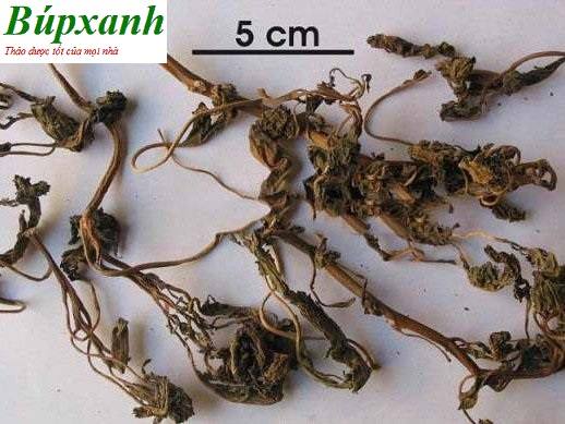 Cây cà độc dược có thể chữa đau nhức xương khớp, hen suyễn và chứng đổ mồ hôi, bí tiểu đem lại hiệu quả tốt Cây cà độc dược có thể chữa đau nhức xương khớp, hen suyễn và chứng đổ mồ hôi, bí tiểu đem lại hiệu quả tốt