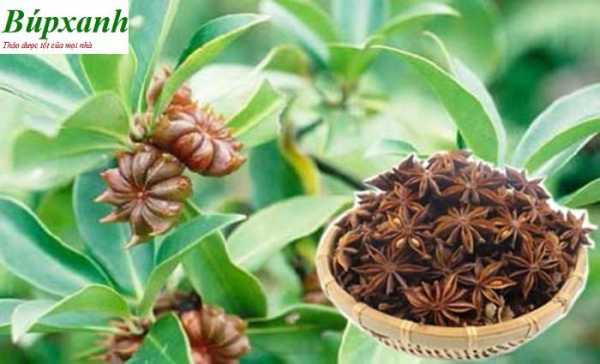 Đại hồi có rất nhiều công dụng để chữa bệnh và tốt cho sức khỏe cong người như chữa đau lưng, thấp khớp