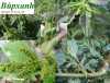 Cây dền gai giúp điều trị bệnh xương khớp, thoát vị địa đệm, điều trị bệnh sỏi thận có hiệu quả bất ngờ