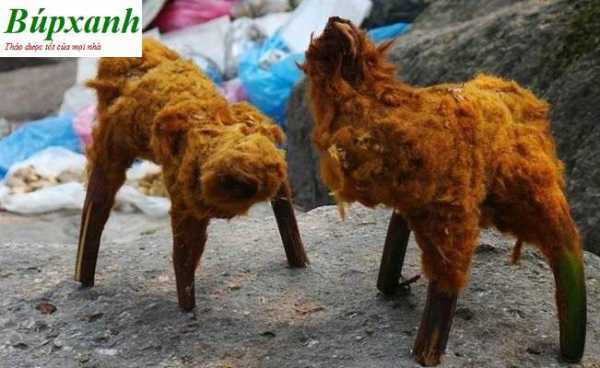 Cẩu tích có cộng dụng giúp điều trị bênh xương khớp, giúp bổ thận, cao huyết áp, đi tiểu đêm nhiều