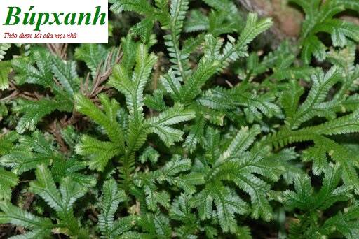 Cây chân vịt có công dụng điều trị hiệu quả bệnh trĩ , đau nhức xương khớp, vàng da, thoái hóa cột sống bạn có biết? Cây chân vịt có công dụng điều trị hiệu quả bệnh trĩ , đau nhức xương khớp, vàng da, thoái hóa cột sống bạn có biết?