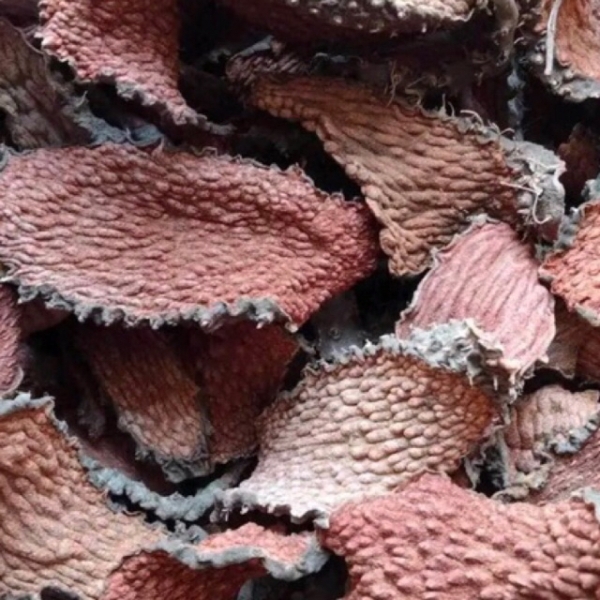 Địa chỉ bán ngũ gia bì gai, củ bì gai nâu, nhục thung dung nam Địa chỉ bán ngũ gia bì gai, củ bì gai nâu, nhục thung dung nam
