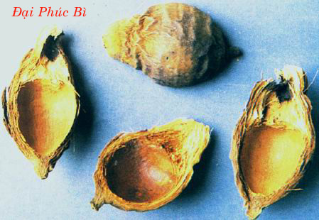 Đại Phúc Bì Đại Phúc Bì