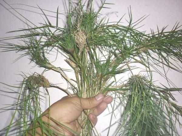 Cây cỏ chỉ Cây cỏ chỉ