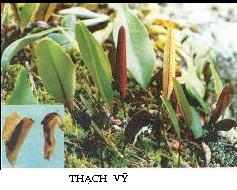 Thạch Vĩ